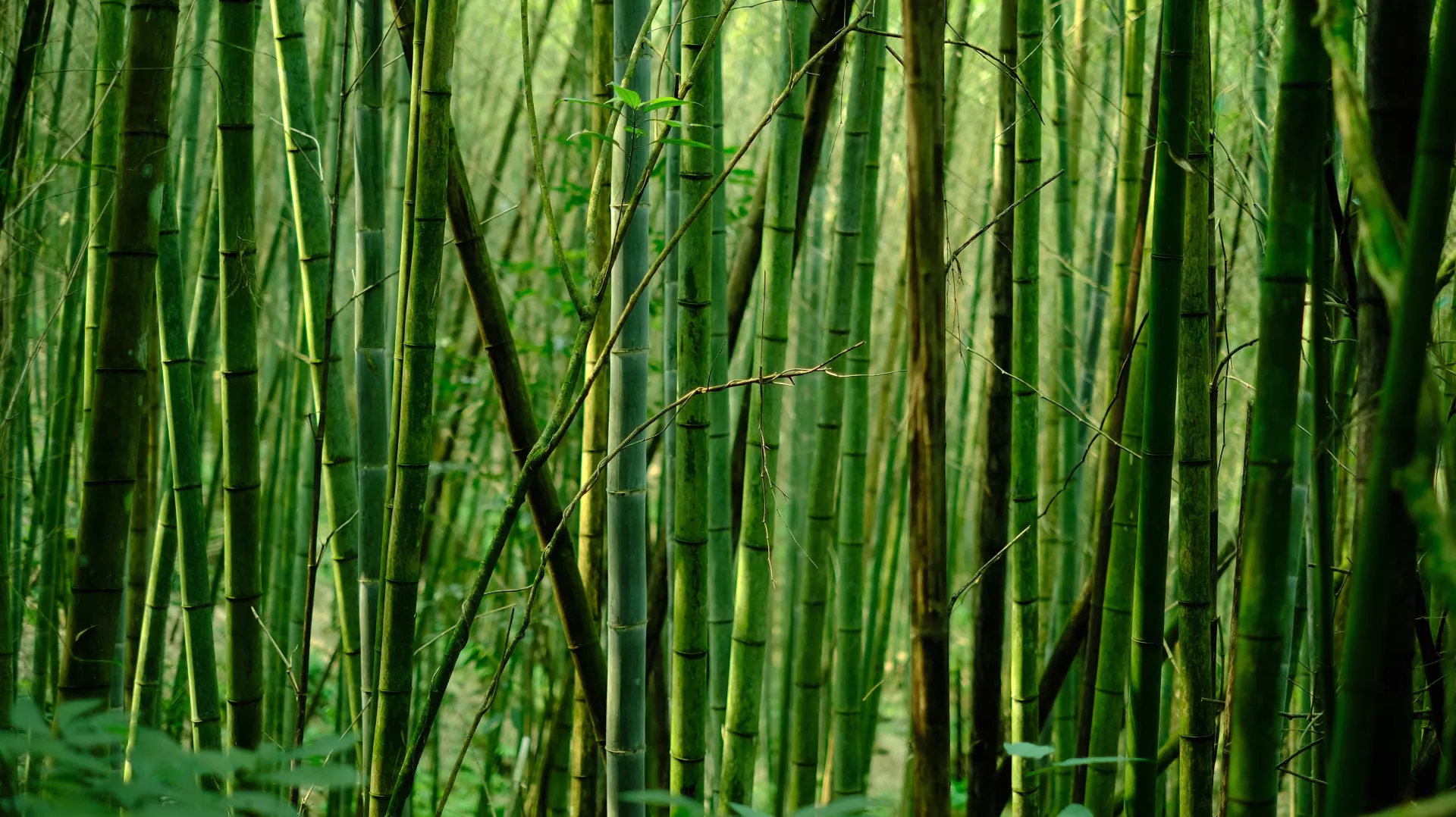 Duurzaam Bouwmateriaal: Bamboe